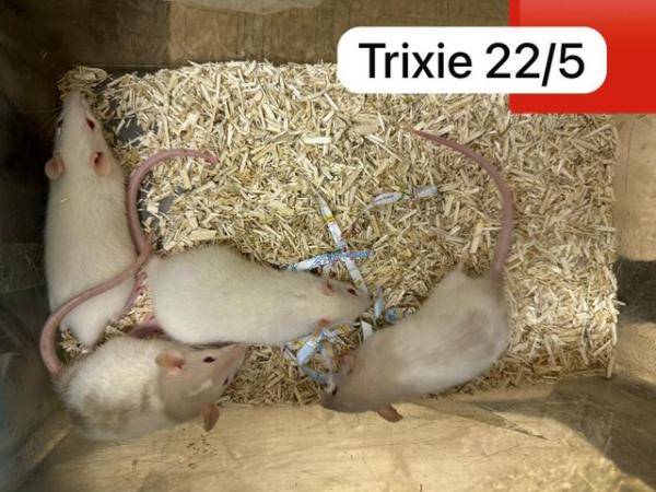 Image 1 of Baby rats ready soon. Males, females, dumbo, top eared