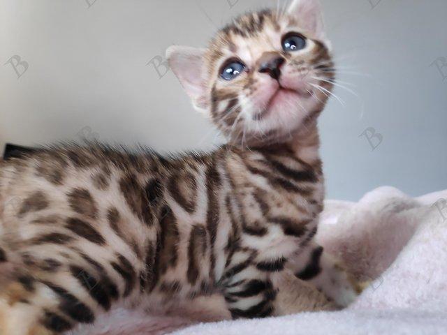 Preview of the first image of Pedigree Bengals Kittens from TICA reg Lil Bengals Durham.