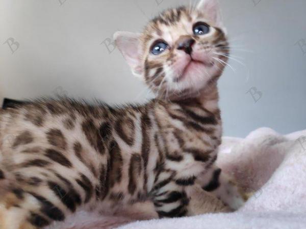Image 1 of Pedigree Bengals Kittens from TICA reg Lil Bengals Durham
