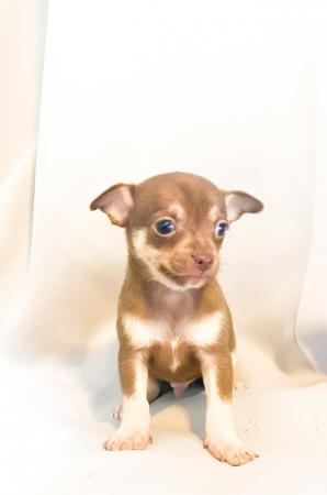 Image 13 of Adorable Kennel Club Registered Chihuahua Puppies