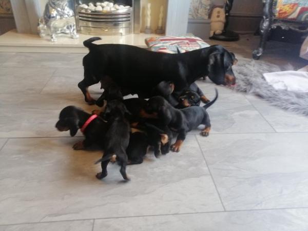 Image 5 of Dauchound dachshund puppies Black Tan