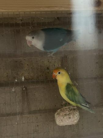 Image 2 of Beautiful lovebirds for sale