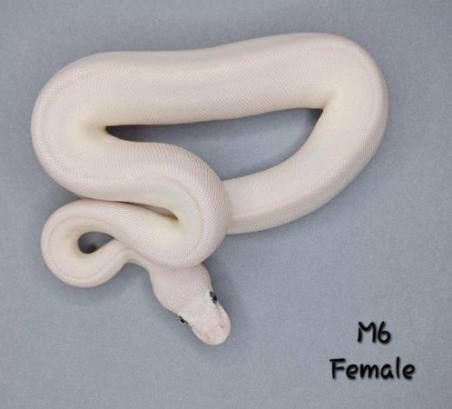 Image 8 of Various Hatchling Ball Python's CB23 - Availability List
