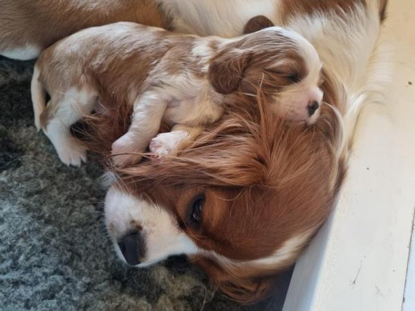 Image 2 of Cavalier king charles spaniel puppies