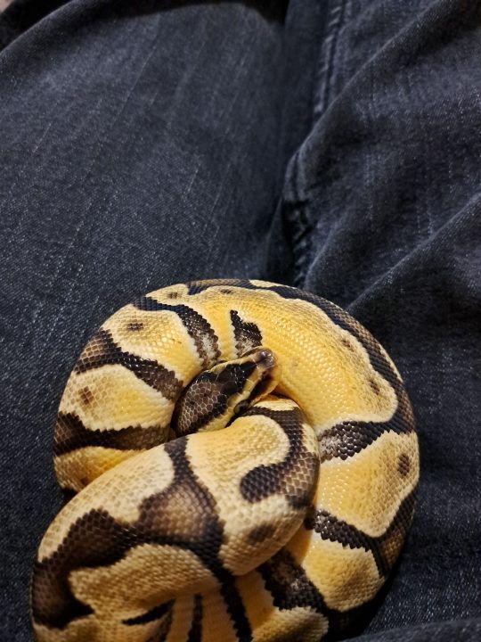 Preview of the first image of 8 month old baby python.