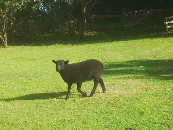 Image 3 of Black Welsh Mountain sheep