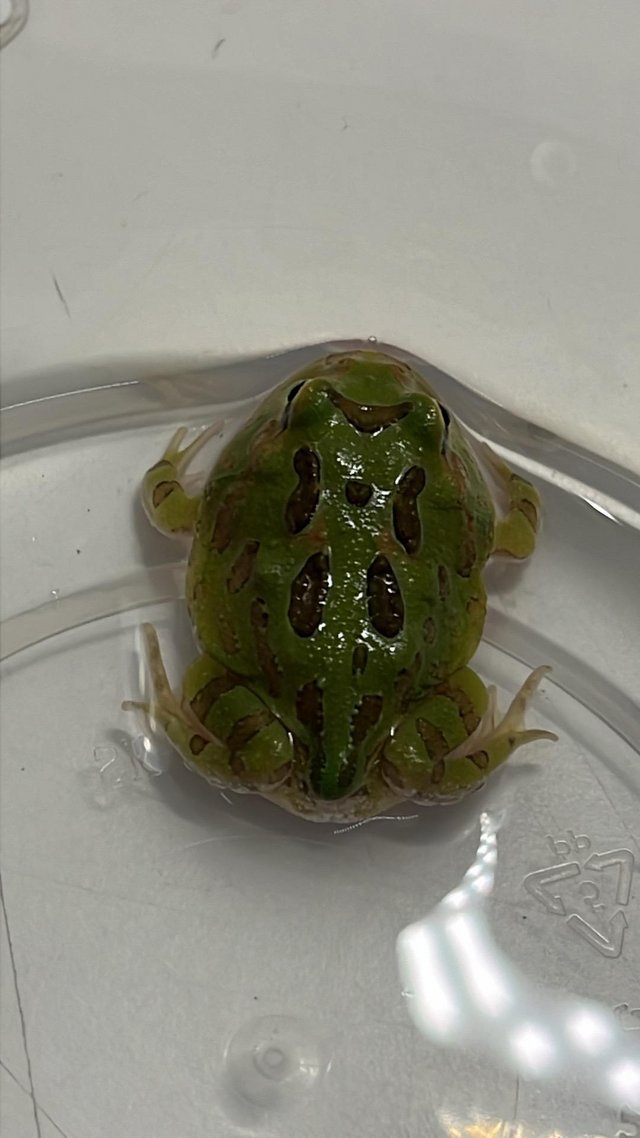Preview of the first image of UK bred Pacman frogs / mixed colours.