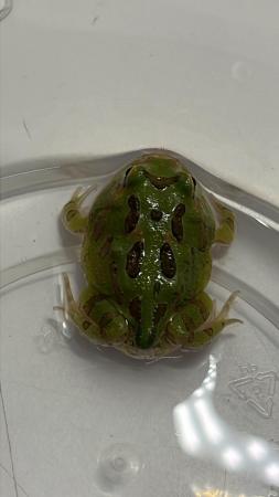 Image 1 of UK bred Pacman frogs / mixed colours