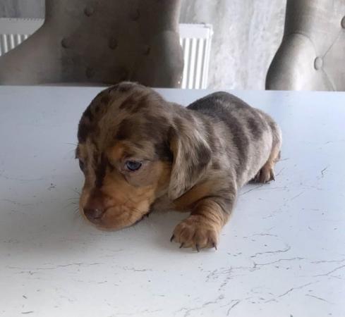 Image 2 of AdorableMiniature dachshunds puppies for sale