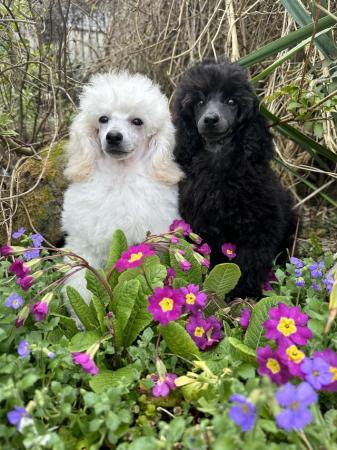 Image 4 of KC TOY POODLE PUPS, PRA CLEAR, LAST TWO, FULL VACS