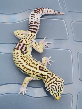 Image 3 of For sale Trio of Iranian Leopard Geckos