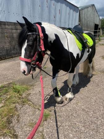 Image 18 of 13hh LightlyBacked Cob Mare Riding Pony/Ride & Drive Project