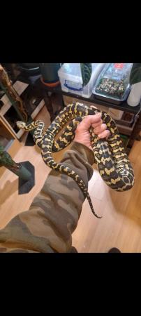 Image 2 of Jungle carpet python 2021 female hold back