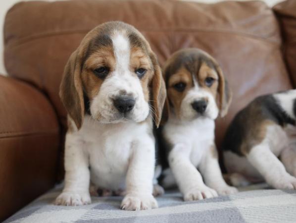 Image 3 of Beautiful Health Tested Beagle Puppies