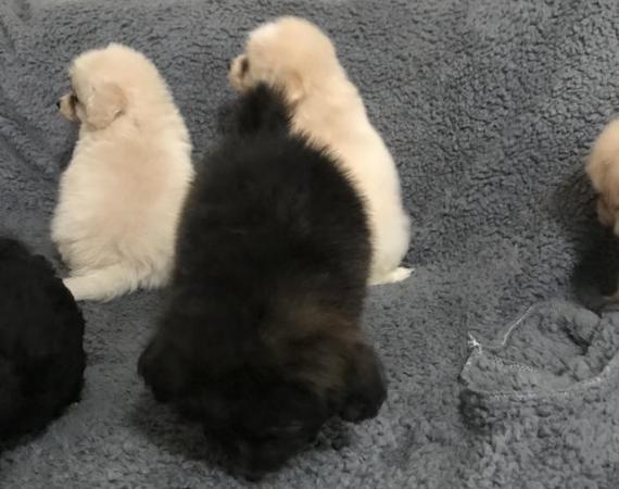 Image 17 of poodle x papillon puppies