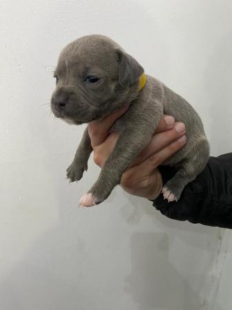 Image 9 of Adorable staffy puppys A