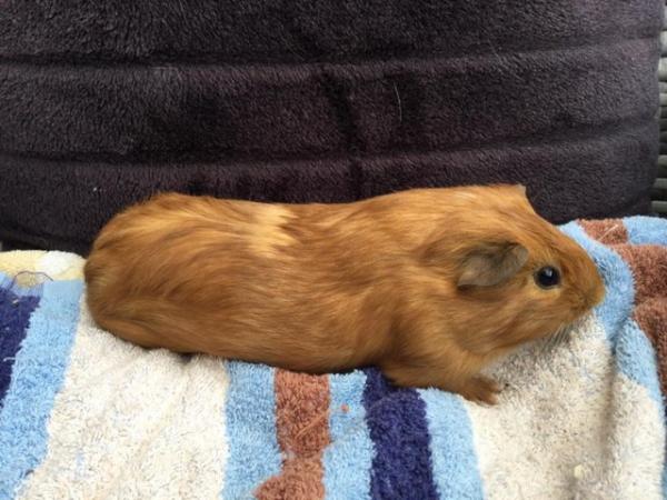 Image 2 of 8week old male baby guinea pig