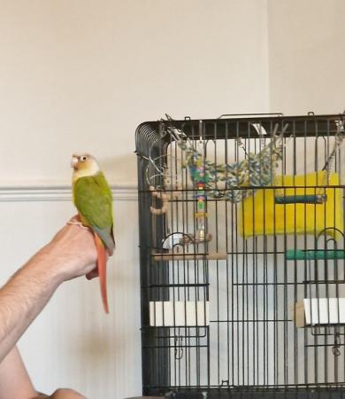 Image 4 of 1 year old Conure with cage and toys