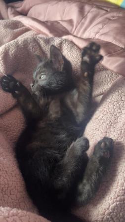 Image 2 of 11 week old black kittens. MUST take both.
