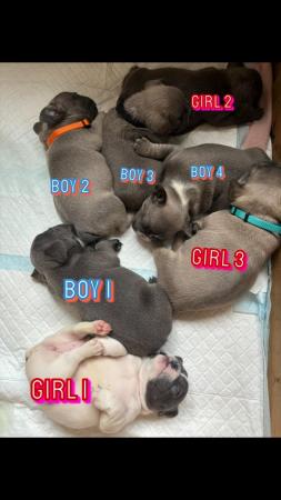 Image 14 of Kennel club registered French bulldog pupps.