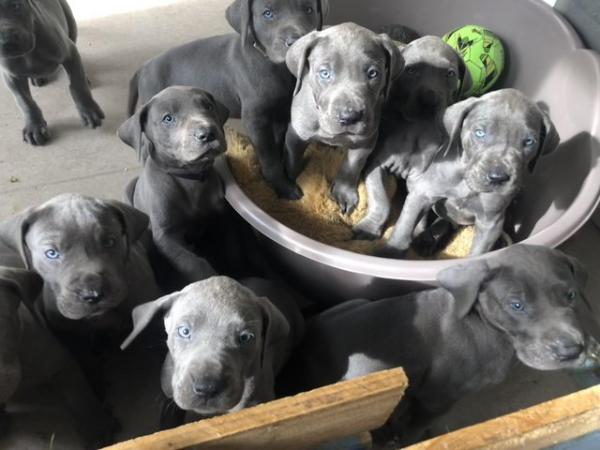 Image 3 of READY NOW! 12 x Healthy Chunky Solid Blue Great Dane Puppies