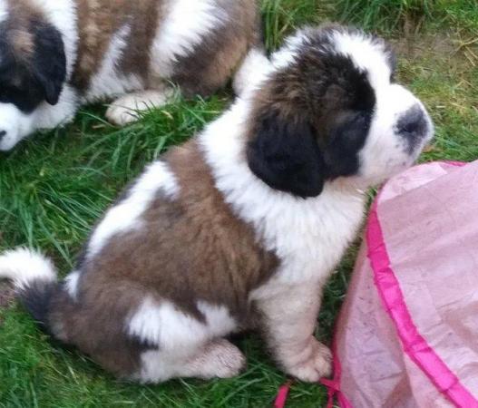 Image 6 of KC Saint Bernard Pups from HEALTH TESTED lines