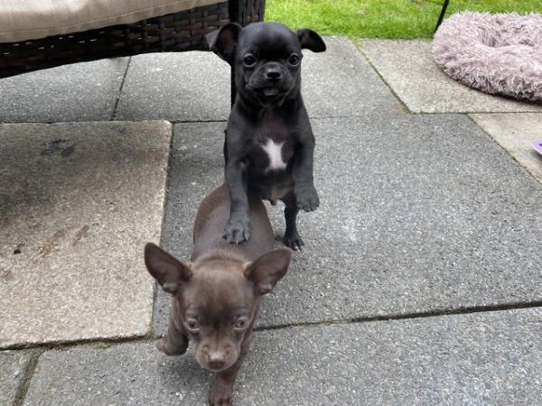 Image 11 of 2 black boy chihuahua puppies ready now
