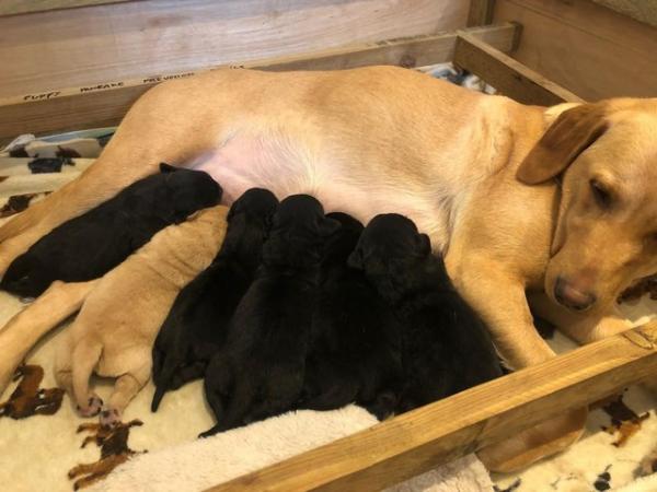Image 2 of Beautiful chunky KC registered labrador puppies
