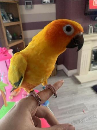 Image 2 of 19 month old male Sun Conure