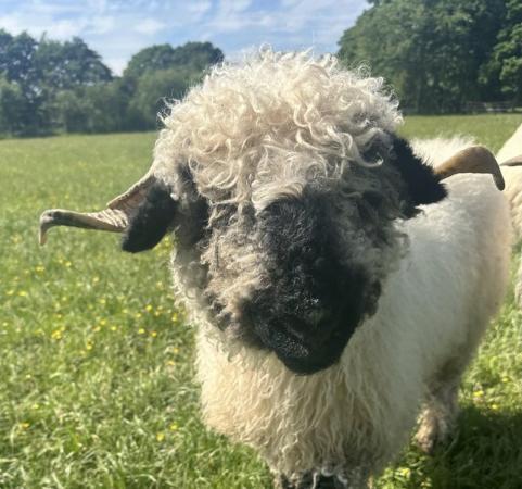 Image 1 of Valais Blacknose Ewe looking for a new home