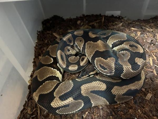 Image 7 of Ball python adult & babies various