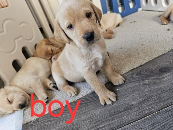 Image 7 of Labrador Puppies for sale
