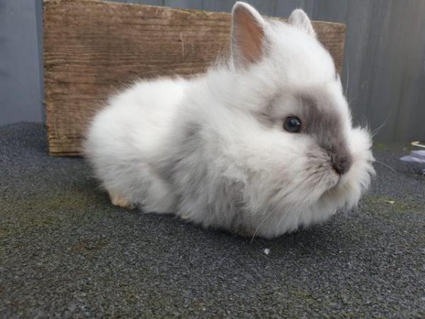 Image 2 of 8 weeks old Female Rabbit white (still available)