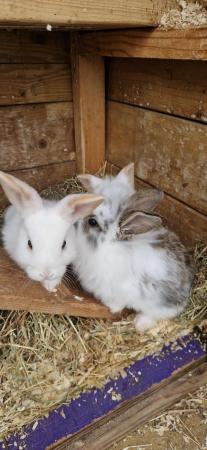 Image 5 of Babys rabbits 8 weeks old