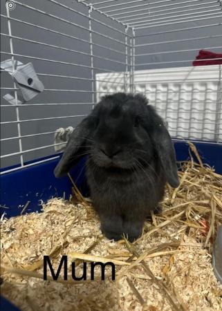 Image 4 of mini lop for stud in hove