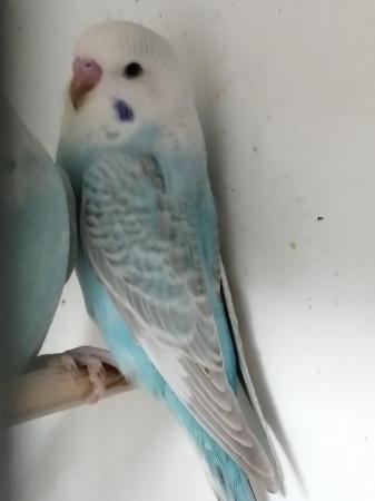 Image 8 of BABY BUDGIES for sale male and female £20each