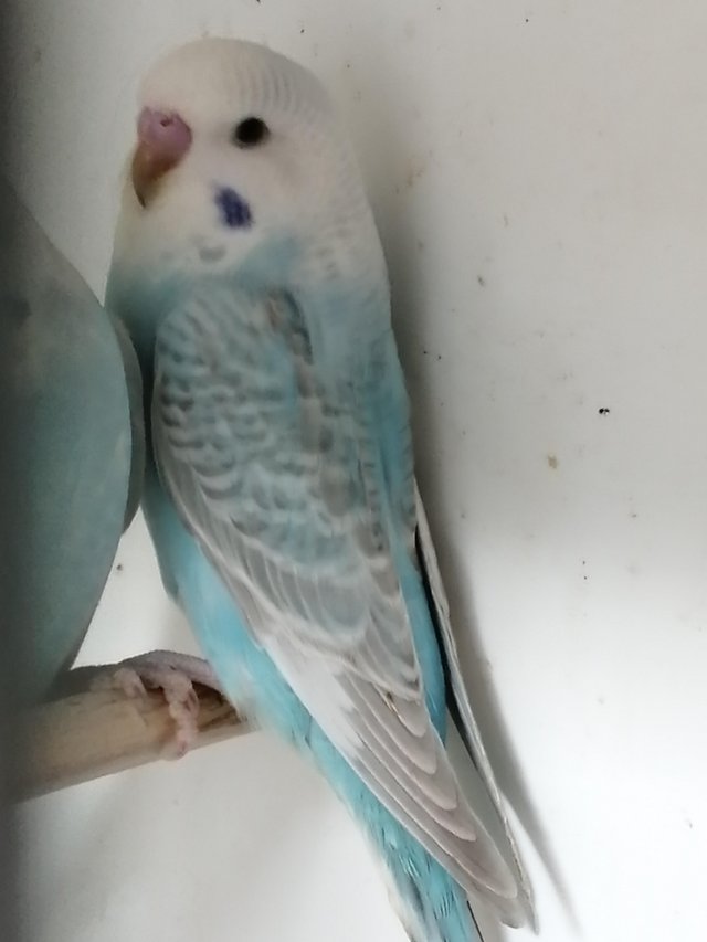 Preview of the first image of BABY BUDGIES for sale male and female from £20each.