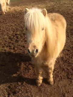 Image 3 of Shetland Mare and Gelding Looking for Forever Home