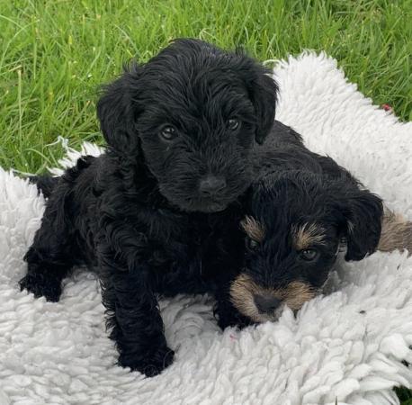 Image 3 of Miniature schnoodle puppies