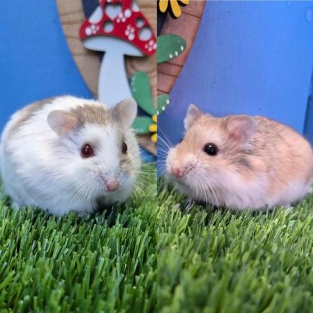 Image 3 of 2 x Roborovski Hamster Boys Males Boy Brothers