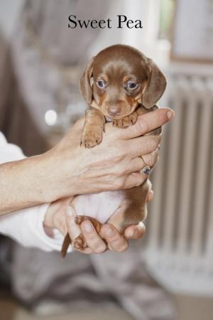 Image 3 of 5 Star KC Reg Chocolate Miniature Dachshund Puppies