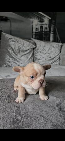 Image 5 of 9 week old beautiful French bulldog puppies 7 available