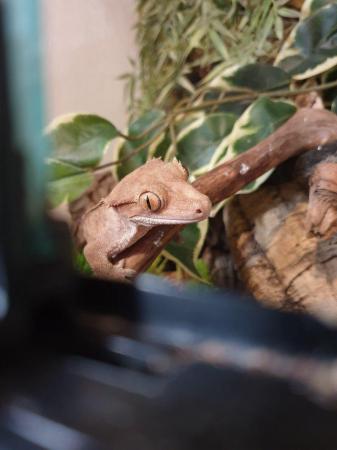 Image 4 of Adult male crested gecko looking for new home