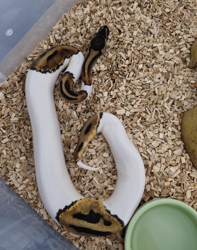Preview of the first image of Female pied royal ball python.