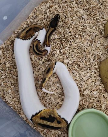 Image 1 of Female pied royal ball python