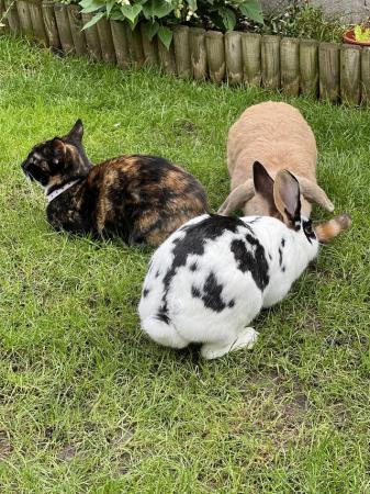 Image 5 of TWO FEMALE RABBITS LOOKING FOR A FOREVER HOME.
