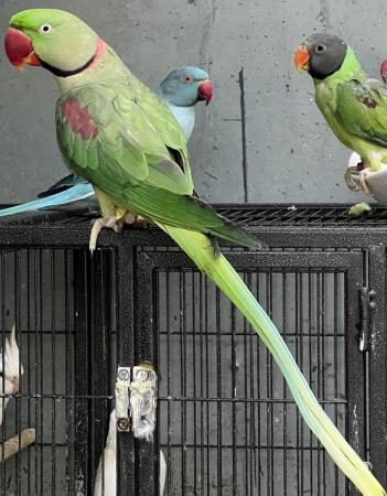 Image 14 of Beautiful Big Tame & Breeding Alexandrine Talking Parrots