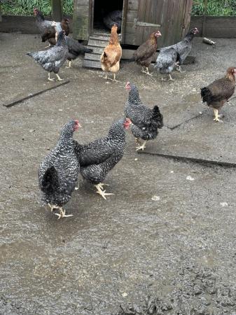 Image 3 of Various hybrid pol hens