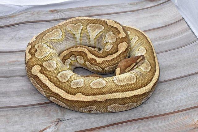 Preview of the first image of Adult Royal Pythons - For Sale.