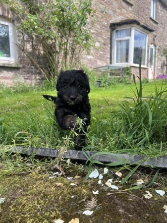 Image 1 of Bordoodle/colliepoo pups ready to from 27th june